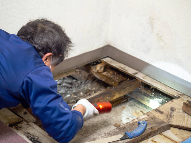 Best Water Damage Restoration  in Danville, IN