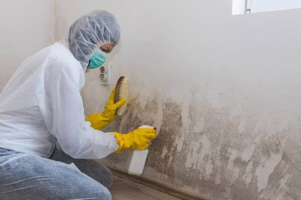 Best Office Mold Removal Services  in Danville, IN