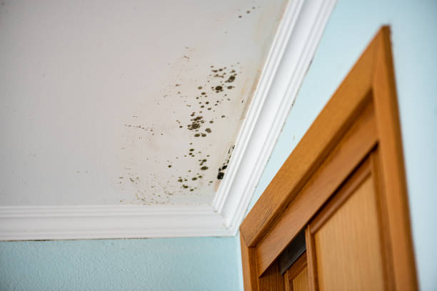 Best Fast Mold Removal  in Danville, IN