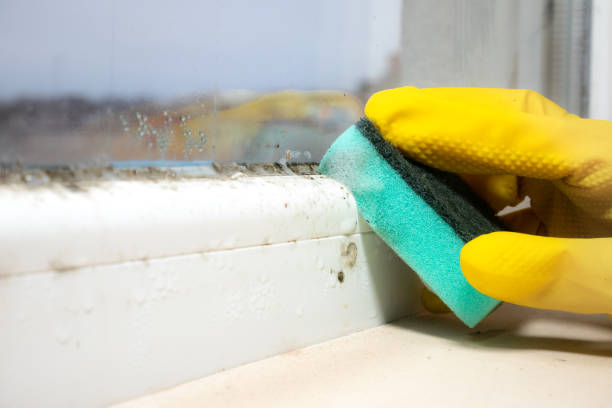 Best Mold Cleaning Services  in Danville, IN