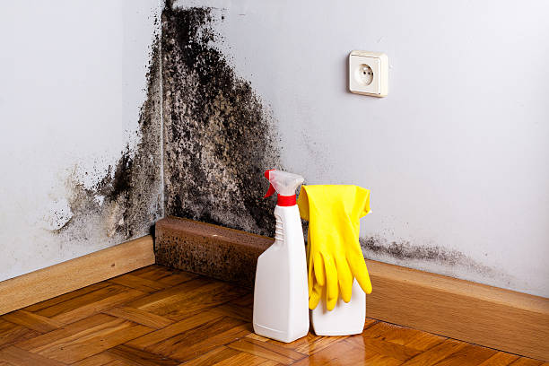 Best Mold Remediation  in Danville, IN