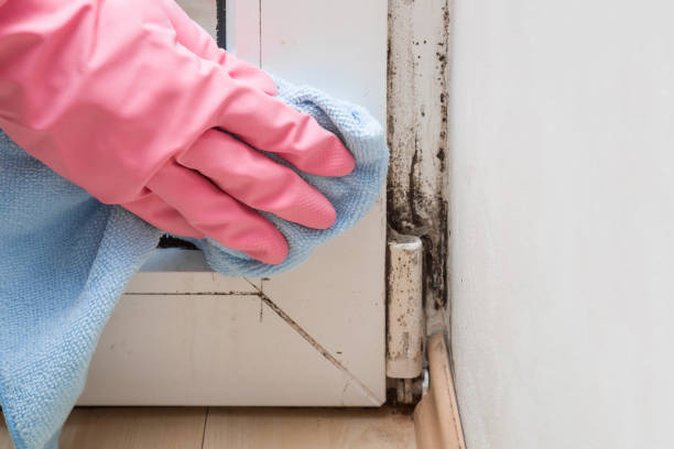 Best Residential Mold Removal  in Danville, IN